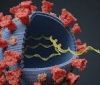 Став більш заразним: вчені заявили про мутацію коронавірусу