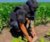 На Вінниччині сапери ДСНС знищили артилерійський снаряд часів Другої світової війни