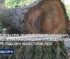 На Вінниччині двом майстрам лісу повідомили про підозру у службовій недбалості