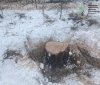 У Липовецькій громаді виявили незаконну рубку дерев у полезахисній лісосмузі