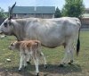 У Подільському зоопарку народилося теля рідкісної угорської сірої породи