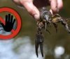 На Вінниччині з 15 серпня заборонять ловити раків: порушникам загрожують штрафи