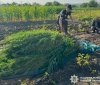 На Вінниччині поліцейські виявили понад 250 кущів конопель на подвір’ї місцевого жителя