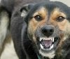 У Калинівці лабораторно підтвердили сказ у домашньої тварини