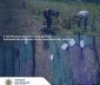 На Вінниччині правоохоронці виявили понад 800 рослин снотворного маку на присадибній ділянці
