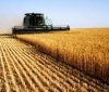 Жнива на фінішній прямій: урожайність зернових на Вінниччині зросла до 19%