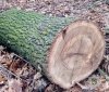 На Вінничині викрили злочинну групу, яка вирубувала цінний вид дерева 