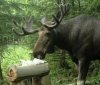 На Вінниччині облаштовують солонці для диких тварин
