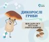 На Вінниччині за рік грибами отруїлися 26 людей, серед них п’ятеро дітей