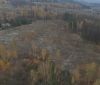 Незаконна порубка лісу на Київщині (ФОТО)