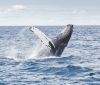 "Реальний і неминучий" ризик вимирання для китів