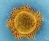 В Європі виявили перший випaдок зaрaження людини хaнтaвірусом, який зaзвичaй передaється від мишей тa щурів 