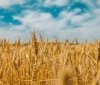 Вінниччина - серед лідерів весняної посівної кампанії в Україні