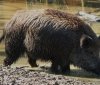На Вінниччині зафіксовано спалах АЧС: виявили 11 мертвих диких кабанів