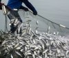 Через підрив Каховської ГЕС рибна галузь зазнає збитків у 10,5 мільярда гривень