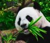У Китаї заявили, що гігантські панди більше не знаходяться під загрозою зникнення, але все ще уразливі