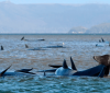 На західному узбережжі Тасманії було зафіксовано наймасовіший викид китів на берег. За інформацією міжнародних ЗМІ загинуло 380 осіб з майже 500 тварин. 