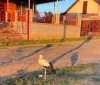 В одному із сіл Вінниччині намагаються врятувати журавля