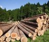 У Литві припинили схему нелегального імпорту підсанкційної деревини з Білорусі та Росії