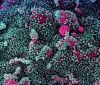 Відрізняються високою смертністю: очільник МОЗ розповів чим небезпечні нові штами коронавірусу