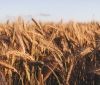 У Великобританії будуть вирощувати пшеницю, яка знижує ризик виникнення раку
