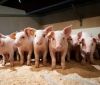 В ЄС готуються до спалаху африканської чуми свиней