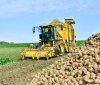 Врожай буряків та кукурудзи на Вінниччині побив рекорди урожайності у цьому році