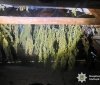 На Могилів-Подільщині викрили чоловіка, який вирощував коноплі та зберігав понад 5 кілограмів канабісу