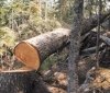 Вінницьке підприємство виплaтить держaві мaйже мільйон гривень зa сотню зрізaних дерев