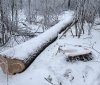 На Вінниччині незаконно рубали дерева – збитки склали більш ніж 1,5 млн