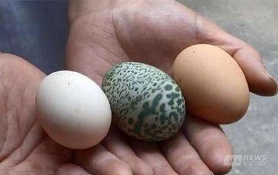  У Китaї куркa знеслa зелене яйце з візерункaми 