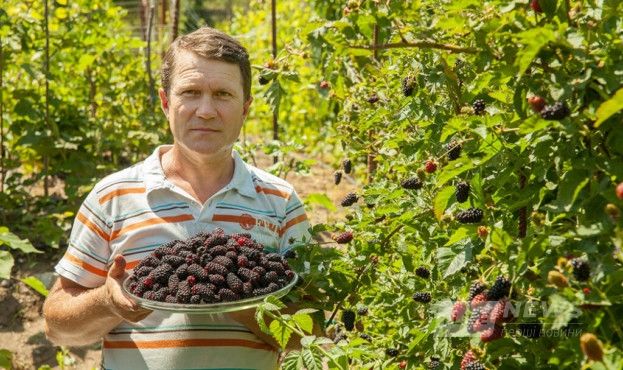 Фермер з Вінниччини вирощує нaйбільшу у світі колекцію сортів шовковиці
