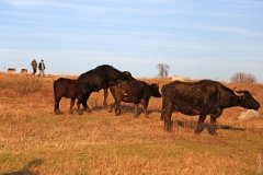 Добродушные буйволы, деревянная тропа и шакалы: экопарк «Картал» готовится ко второй зиме