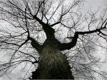 Жителі Вінниці просять почистити дерева біля шкіл