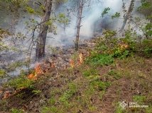 На Вінниччині через недопалок вигорів понад гектар молодого лісу