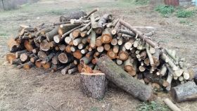 На Вінниччині двоє місцевих незаконно рубали дерева