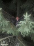 У Львові одного із трьох затриманих грабіжників патрульні зняли з дерева