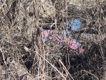 У Вінниці в притоку Південного Бугу злили кров свійської тварини 