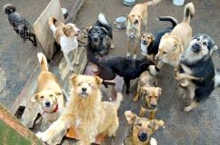 На Вінниччині хтось вбиває собак: і бездомних, і хазяйських
