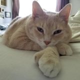 15-кілограмова кішка худне на очах у Instagram-фолловерів