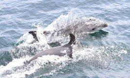У Чорному морі внаслідок російського вторгнення загинули щонайменше 3 тисячі дельфінів