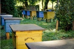 У Вінниці пасічники отримають фінансову підтримку: 200 гривень за кожну бджолосім’ю