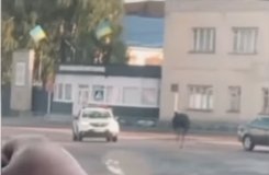 Страус на вулицях Бершаді: екзотичний птах здивував містян і став зіркою соцмереж