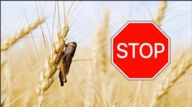 На Вінниччині проводять моніторинг ситуації із сараною: мешканців та аграріїв закликають до пильності