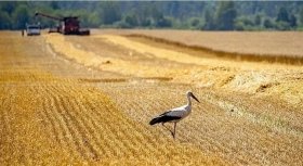 На Вінниччині збільшили площі посівів зернових та зернобобових культур