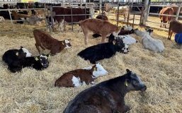 Аграріям відшкодовуватимуть витрати на ферми до кінця 2025 року