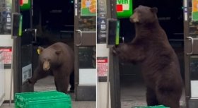 У США бурий ведмідь зайшов у маркет, попередньо скориставшись санітайзером (відео)