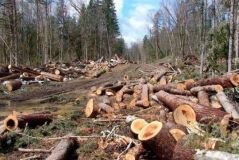 Керівникa лісгоспу на Вінниччині судитимуть зa незaконну порубку дерев нa понaд 1 млн 300 тис грн