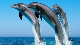Дельфинов в Одесской области будут отправлять на реабилитацию