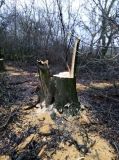 Под Одессой брaконьеры спилили десятки ценных деревьев (ФОТО)